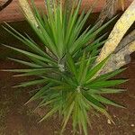 Yucca aloifolia Blatt