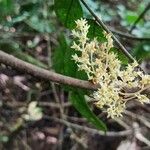 Cnestis corniculata Flower