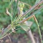 Lepidium latifolium Hoja