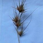 Themeda triandra Kwiat