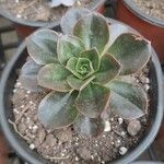 Echeveria gibbifloraЛист