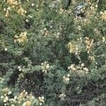 Senegalia praecox Habit
