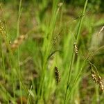 Carex capillaris Frukt