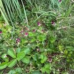 Callirhoe involucrata പുഷ്പം