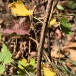 Ribes cynosbati Bark