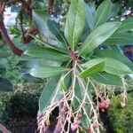 Photinia arbutifolia Leaf