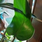 Philodendron hastatum Hoja