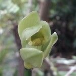 Vanilla planifolia फूल