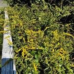 Solidago canadensis 整株植物