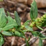 Oxybasis glauca ফুল