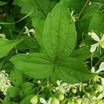 Clematis virginiana Hoja