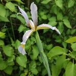 Iris spuria പുഷ്പം
