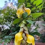 Gmelina philippensis Цветок