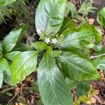 Rauvolfia viridis Leaf