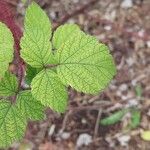 Rubus phoenicolasius Blatt