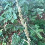 Calamagrostis arundinacea Flor