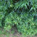 Podocarpus salignus 葉