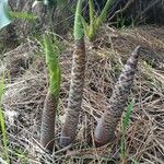 Dracunculus vulgaris Ліст