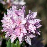 Rhododendron siderophyllum Kvet