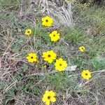 Coreopsis leavenworthii Flor