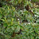 Rhododendron augustinii Blad