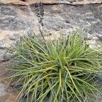 Dyckia encholirioides Hàbitat