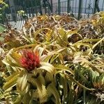 Aechmea recurvata Folha