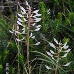 Lepidium campestre Froito