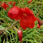 Hesperantha coccinea 花