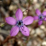 Gilia tenuiflora Flor