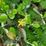 Corokia cotoneaster Kvet