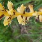 Orobanche flava Flower