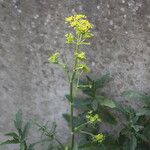 Rorippa austriaca Flor