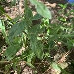 Epilobium roseum Fuelha