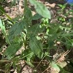 Epilobium roseum Leaf