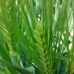 Hordeum vulgare Blad