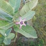 Calotropis gigantea Floare