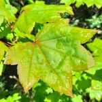 Acer circinatum পাতা