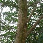 Tibouchina granulosa 樹皮