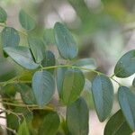 Dalbergia retusa Leaf