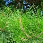 Pinus elliottii Folha