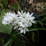Allium trifoliatum Floro
