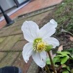 Helleborus nigerКвітка