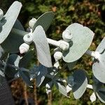 Eucalyptus pulverulenta Blomst