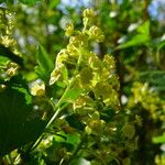 Ribes alpinum 花