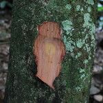 Cola acuminata Кора
