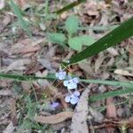 Lobelia andrewsii Habit