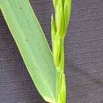 Elymus repensFlower