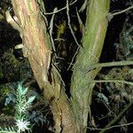 Juniperus squamata Rinde