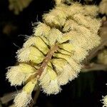 Paraserianthes lophantha Flor